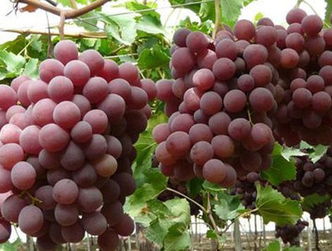 Uvas