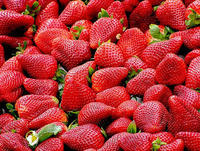 Fresas