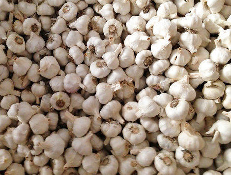 Garlic Garlic