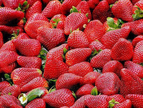 Fraises Fraises